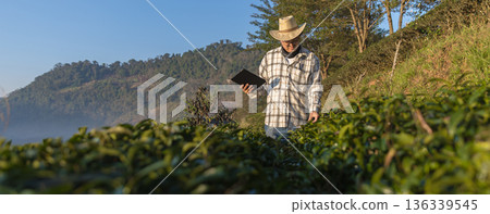 Farmer inspects tea fields. Smart farming and digital farming in Green tea industry. 136339545