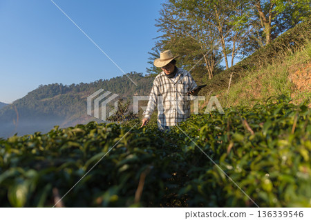 Farmer inspects tea fields. Smart farming and digital farming in Green tea industry. 136339546