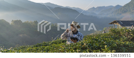 Farmer inspects tea fields. Smart farming and digital farming in Green tea industry. 136339551