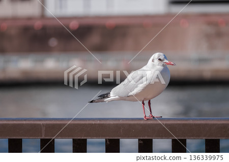 [Sumida River and Yurikamome Line] 136339975