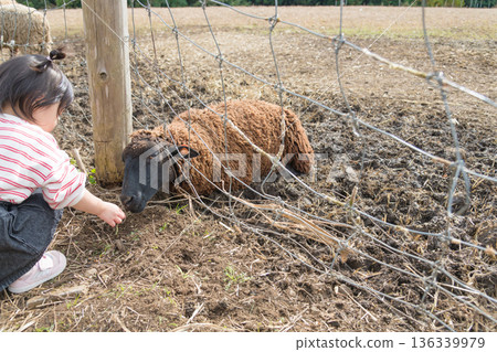[Grazing sheep and a two-year-old child] 136339979