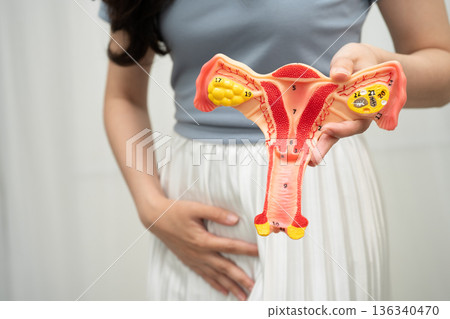 Uterus, Asian woman holding human anatomy model. 136340470