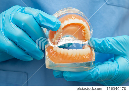 Asian dentist holding dental teeth model for learn about dentistry. Asian dentist holding dental teeth model for learn about dentistry. 136340478
