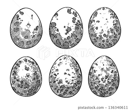 Quail egg vector set in black and white sketch style. Speckled and spotted shell. Vintage hand drawn outline art perfect for Easter holiday card or spring print. Ideal for religious and farm design. 136340611