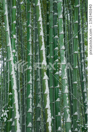 Snowy bamboo forest scenery Snowy bamboo forest scenery 136340840