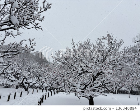 <Hiratsuka City General Park> Snowy scenery <Hiratsuka City General Park> Snowy scenery 136340884