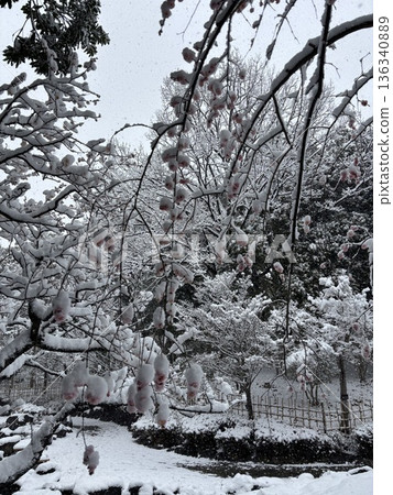 平塚市綜合公園雪景 平塚市綜合公園雪景 136340889