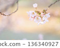 Sakura taking spring sunlight 136340927