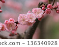 Pink plum blossoms 136340928