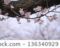 Cherry tree  136340929