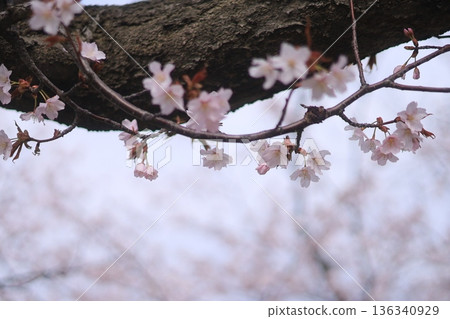 Cherry tree Cherry tree 136340929