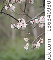 Plum blossom  136340930
