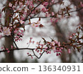 Cherry blossoms whose leaves have begun to come out 136340931