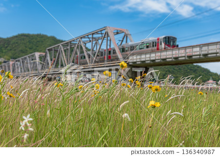 Wildflowers blooming on the riverbed near the iron bridge Wildflowers blooming on the riverbed near the iron bridge 136340987