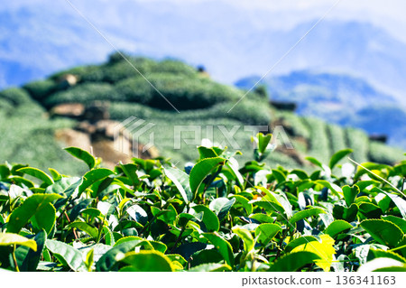茶葉種植園花園休閒場茶園 136341163