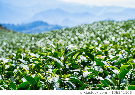 茶葉種植園花園休閒場茶園 136341166