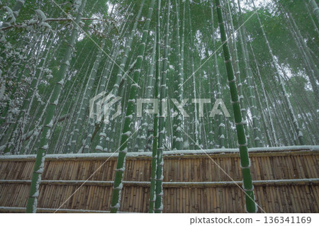 Snowy bamboo forest scenery Snowy bamboo forest scenery 136341169