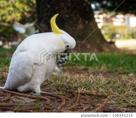 Sulphur-crested cockatoo foraging in a park in Manly, Sydney, Australia 136341214