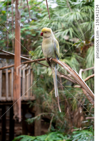 Rose-ringed parakeet perched on a branch on Kangaroo Island, Australia Rose-ringed parakeet perched on a branch on Kangaroo Island, Australia 136341234