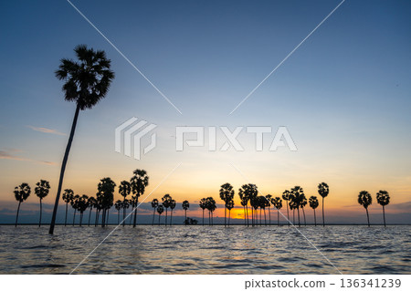 Borassus palms at sunset on Lake Tempe, Sulawesi, Indonesia Borassus palms at sunset on Lake Tempe, Sulawesi, Indonesia 136341239