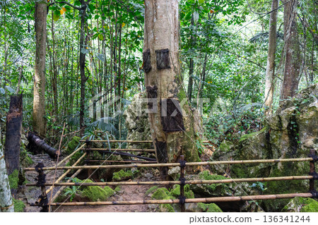 Child funeral urns in kapok tree, Toraja, Sulawesi, Indonesia Child funeral urns in kapok tree, Toraja, Sulawesi, Indonesia 136341244