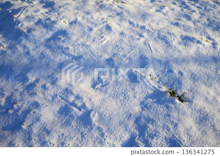 Snow scene Snow Snowfall Winter Cold wave February 136341275