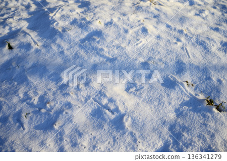 Snow scene Snow Snowfall Winter Cold wave February 136341279