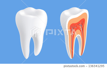 Healthy human tooth in cross-section Healthy human tooth in cross-section 136341295