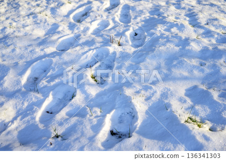 雪景 雪景 雪 雪 冬季 寒流 二月 136341303