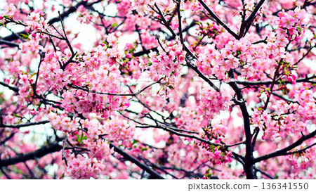 河津櫻花宣布春天的到來 136341550