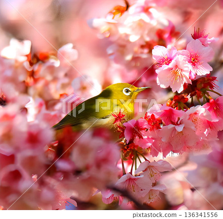 棲息在河津櫻花上的白眼 136341556