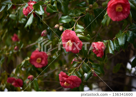 Red camellia flowers on green leafy shrub in garden 136341600