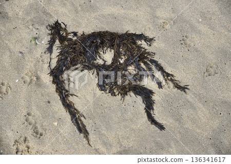 Seaweed Washed Up on Sandy Beach Seaweed Washed Up on Sandy Beach 136341617
