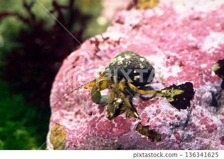 Hermit crabs - sea creatures Hermit crabs - sea creatures 136341625
