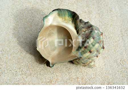 Shell design, night oyster, graphic material 136341632
