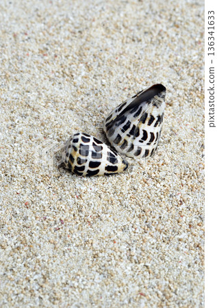 Shell Shape - Spotted Fish Graphic Material 136341633