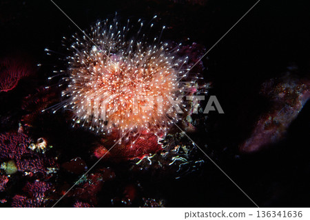 海九頭蛇潮池水下照片 136341636