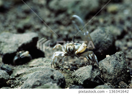 Dancing Crab Fiddler Crab Dance Dancing Crab Fiddler Crab Dance 136341642