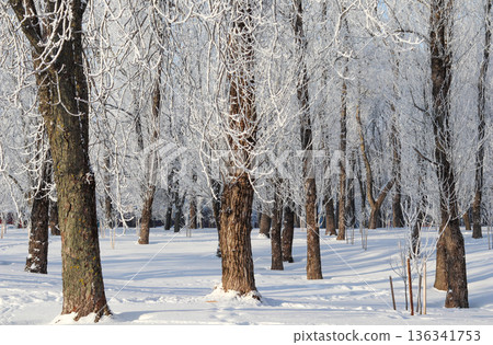 Frozen winter landscape with trees covered in white hoarfrost, sunlight creating long shadows on fresh snow Frozen winter landscape with trees covered in white hoarfrost, sunlight creating long shadows on fresh snow 136341753