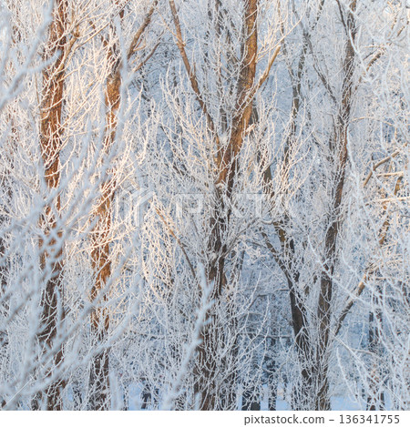 Tree branches covered in hoarfrost and ice crystals, forming a beautiful winter scene in a cold forest Tree branches covered in hoarfrost and ice crystals, forming a beautiful winter scene in a cold forest 136341755
