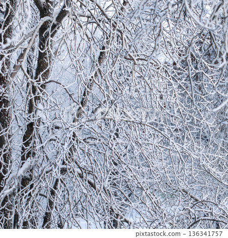 Intertwined tree branches covered in sparkling white hoarfrost creating a frozen winter wonderland scene Intertwined tree branches covered in sparkling white hoarfrost creating a frozen winter wonderland scene 136341757