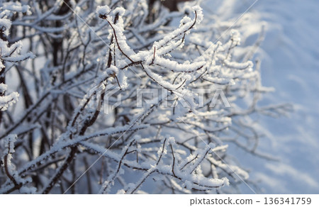 Close up of branches covered in delicate hoarfrost and ice crystals, catching light on a cold winter morning Close up of branches covered in delicate hoarfrost and ice crystals, catching light on a cold winter morning 136341759