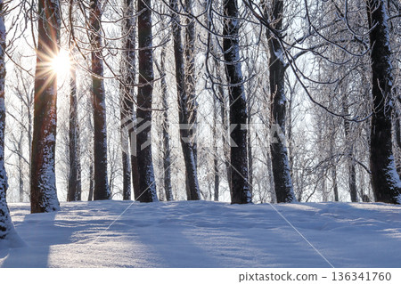 Winter forest landscape with sunbeams passing through frosted trees and fresh snow forming a peaceful scene Winter forest landscape with sunbeams passing through frosted trees and fresh snow forming a peaceful scene 136341760