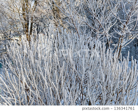 Winter scene with delicate frost covering bare tree branches and shrubbery, creating a beautiful white landscape Winter scene with delicate frost covering bare tree branches and shrubbery, creating a beautiful white landscape 136341761