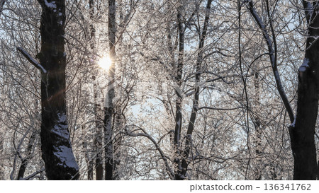 Frosty tree branches shimmering under the winter sun, creating a peaceful and cold nature scene with sparkling ice and snow Frosty tree branches shimmering under the winter sun, creating a peaceful and cold nature scene with sparkling ice and snow 136341762
