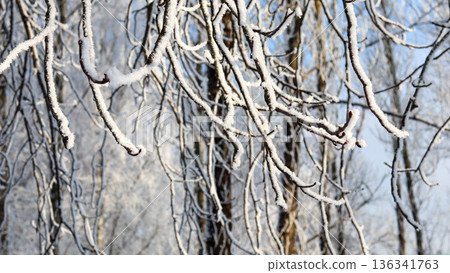 Hoarfrost covering tree branches in a freezing winter forest displaying a natural cold weather scene Hoarfrost covering tree branches in a freezing winter forest displaying a natural cold weather scene 136341763