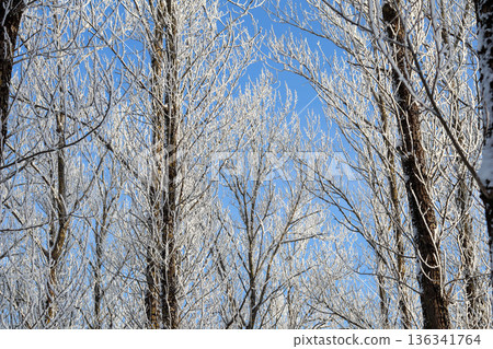 Winter scene with bare tree branches covered in hoarfrost against a clear blue sky, showing freezing cold nature Winter scene with bare tree branches covered in hoarfrost against a clear blue sky, showing freezing cold nature 136341764