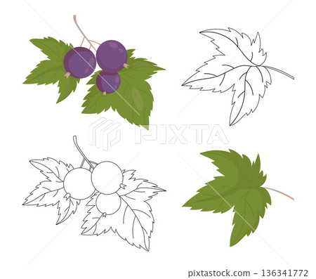 Blackcurrant Branch with Leaves Set. Isolated Vector Color Illustration and Black Line Art Outline. Botanical Berry Coloring Page 136341772