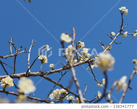 藍天和白色李子 136341777