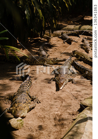Crocodiles sunbathing in a natural habitat at the wildlife sanctuary during midday hours with a mix of adults and young ones basking on the rocks 136341863